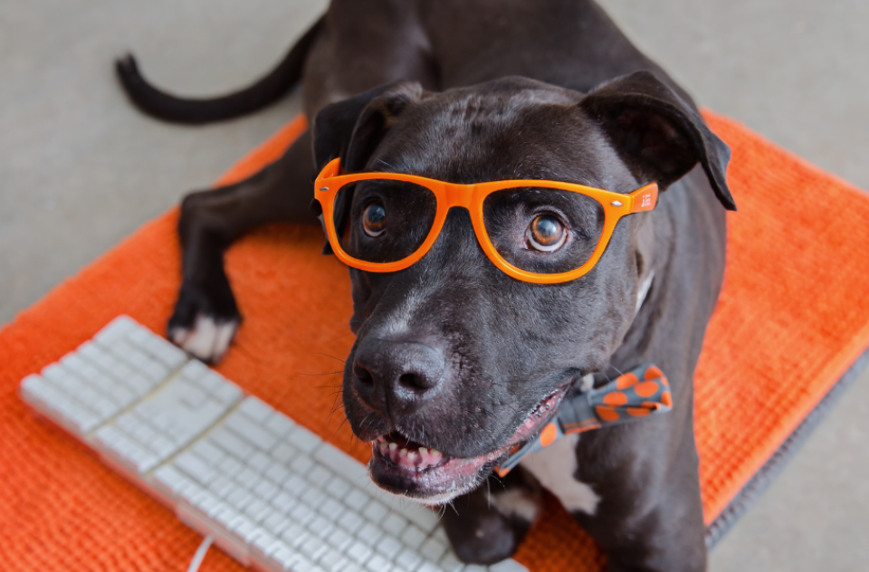 Black dog with orange glasses sitting with a computer keyboard